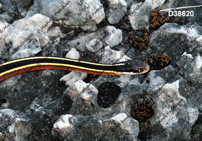 Eastern Ribbon Snake (Thamnophis sauritus)